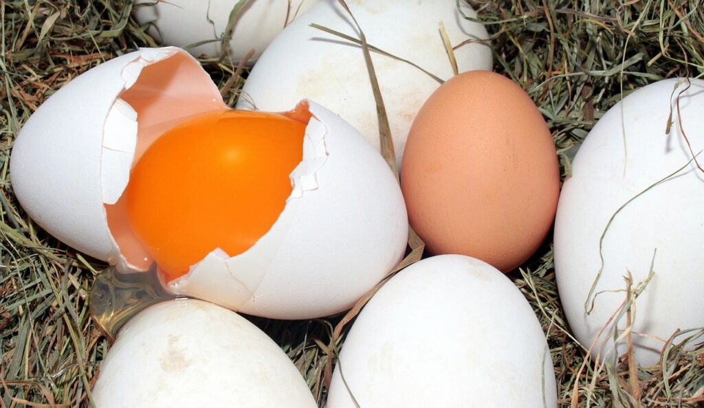 eggs, goose eggs, hen's egg-1268240.jpg